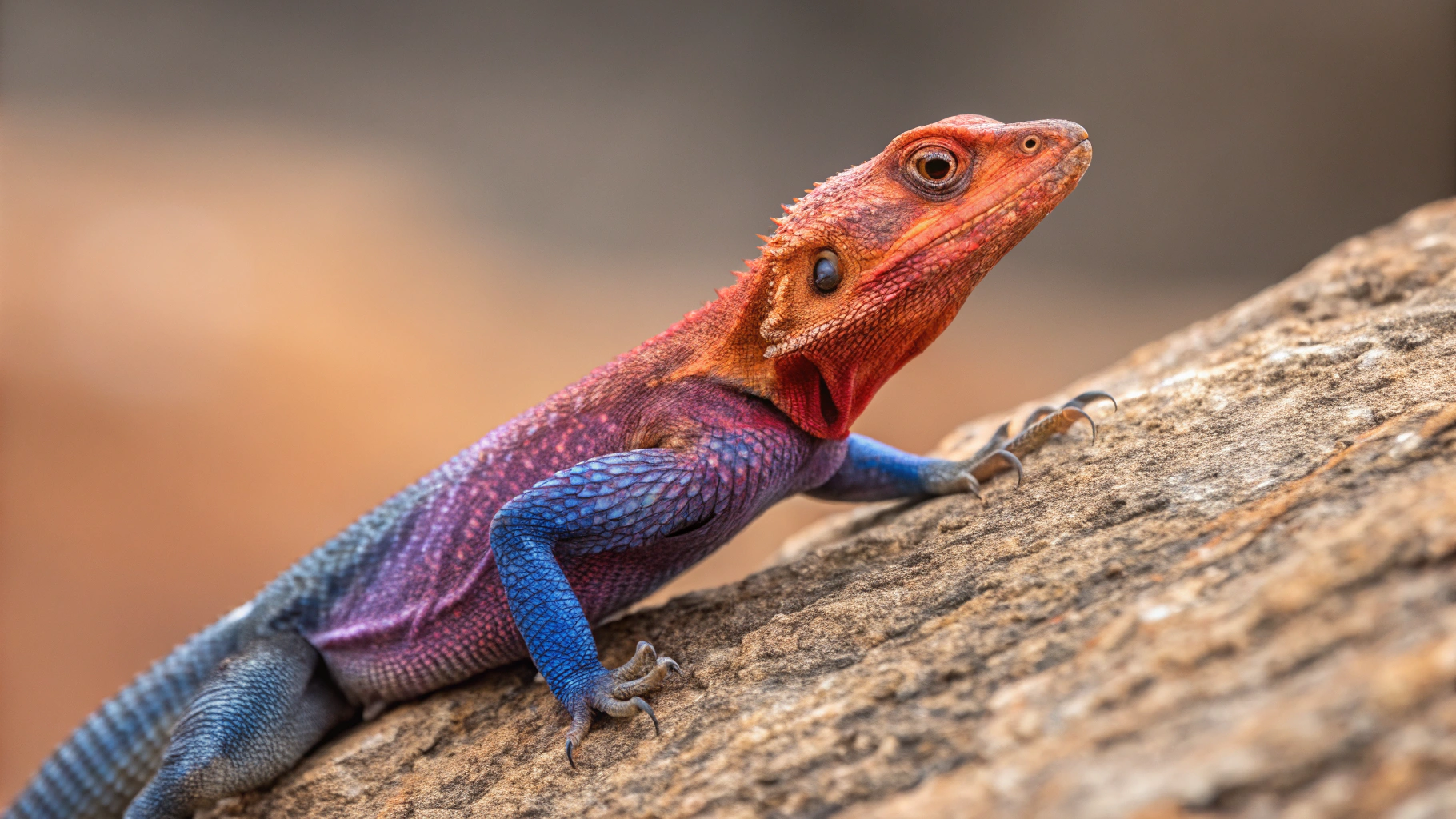 A striking close-up portrait of a vividly colored lizard perched on a textured rock, captured at eye level with shallow depth of field. The reptile features an extraordinary gradient of saturated hues—electric blue scales along the body, fiery orange and red tones on the head and limbs, and subtle purple transitions across the neck and torso. Fine scale textures are sharply detailed, with glossy highlights catching the light. One large, reflective eye is in crisp focus, conveying alertness and curiosity. The background fades into a dark, softly blurred gradient, isolating the subject and enhancing contrast. Lighting is dramatic yet controlled, emphasizing color vibrancy and surface detail. The overall mood is bold, exotic, and visually arresting, ideal for wildlife art, fantasy realism, or high-end digital illustration.